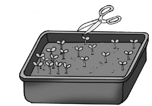 Иллюстрация к книге — Иллюстрированная энциклопедия огородника для новичков [i_096.jpg]