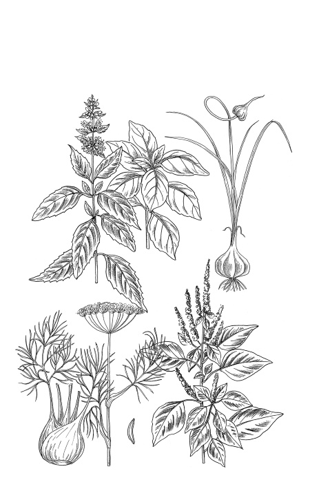 Иллюстрация к книге — Иллюстрированная энциклопедия огородника для новичков [i_101.jpg]