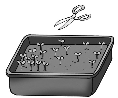 Иллюстрация к книге — Иллюстрированная энциклопедия огородника для новичков [i_105.jpg]