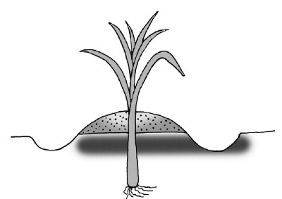 Иллюстрация к книге — Иллюстрированная энциклопедия огородника для новичков [i_108.jpg]