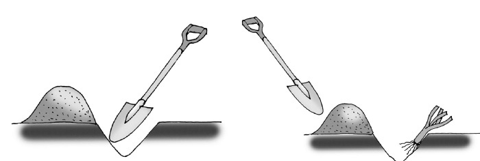 Иллюстрация к книге — Иллюстрированная энциклопедия огородника для новичков [i_109.jpg]