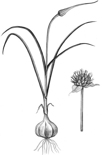 Иллюстрация к книге — Иллюстрированная энциклопедия огородника для новичков [i_110.jpg]