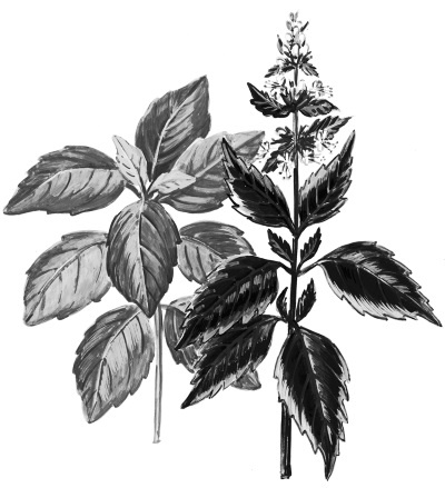 Иллюстрация к книге — Иллюстрированная энциклопедия огородника для новичков [i_111.jpg]