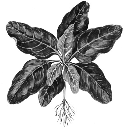 Иллюстрация к книге — Иллюстрированная энциклопедия огородника для новичков [i_114.jpg]