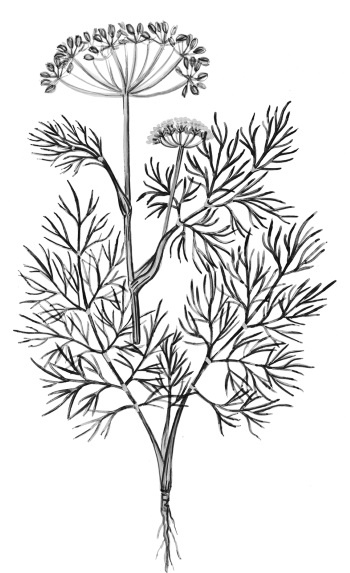 Иллюстрация к книге — Иллюстрированная энциклопедия огородника для новичков [i_115.jpg]