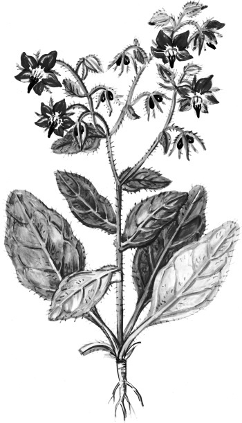 Иллюстрация к книге — Иллюстрированная энциклопедия огородника для новичков [i_116.jpg]