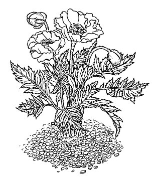 Иллюстрация к книге — Сад и огород для тех, кому за… без лишних усилий [i_033.jpg]