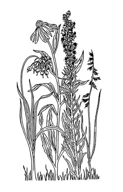 Иллюстрация к книге — Сад и огород для тех, кому за… без лишних усилий [i_035.jpg]