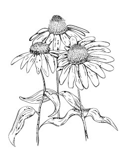 Иллюстрация к книге — Сад и огород для тех, кому за… без лишних усилий [i_037.jpg]