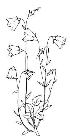 Иллюстрация к книге — Сад и огород для тех, кому за… без лишних усилий [i_038.jpg]