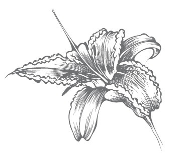 Иллюстрация к книге — Сад и огород для тех, кому за… без лишних усилий [i_040.jpg]