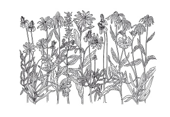 Иллюстрация к книге — Урожай без хлопот. Сад, цветник и огород [i_028.jpg]