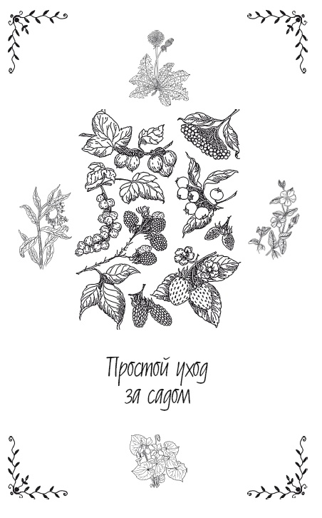 Иллюстрация к книге — Урожай без хлопот. Сад, цветник и огород [i_044.jpg]