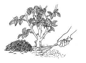 Иллюстрация к книге — Урожай без хлопот. Сад, цветник и огород [i_055.jpg]