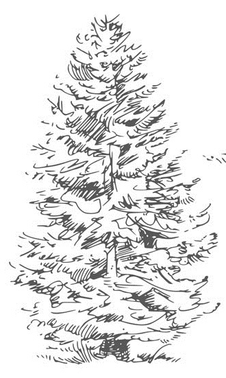 Иллюстрация к книге — Цветник для ленивых. Цветы от последнего снега до первых морозов [i_008.jpg]