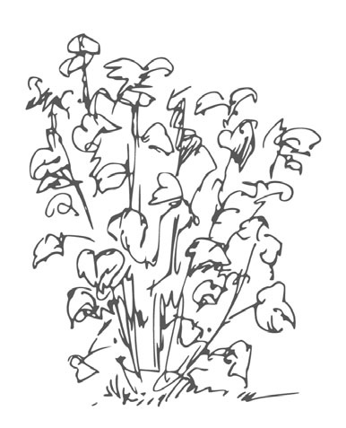 Иллюстрация к книге — Цветник для ленивых. Цветы от последнего снега до первых морозов [i_012.jpg]