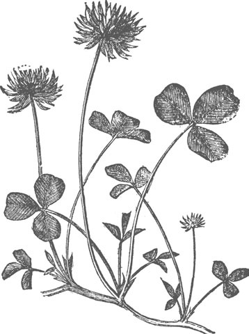 Иллюстрация к книге — Цветник для ленивых. Цветы от последнего снега до первых морозов [i_015.jpg]