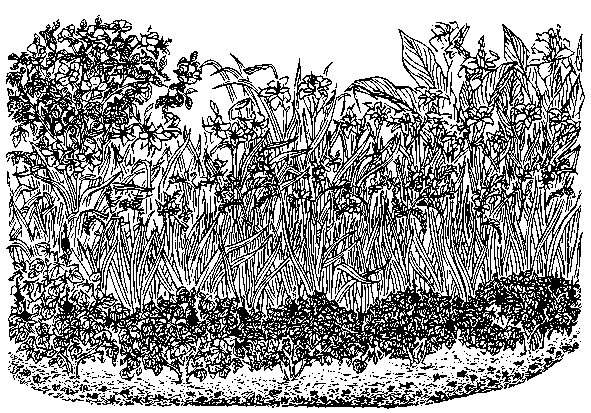 Иллюстрация к книге — Цветник для ленивых. Цветы от последнего снега до первых морозов [i_019.jpg]