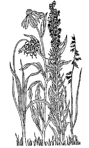 Иллюстрация к книге — Цветник для ленивых. Цветы от последнего снега до первых морозов [i_020.jpg]