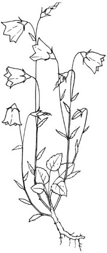 Иллюстрация к книге — Цветник для ленивых. Цветы от последнего снега до первых морозов [i_025.jpg]