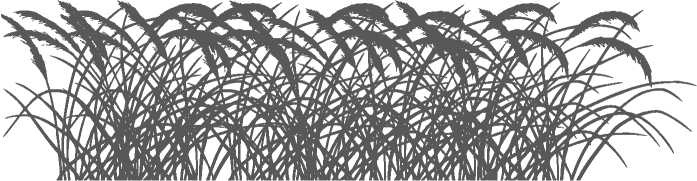 Иллюстрация к книге — Цветник для ленивых. Цветы от последнего снега до первых морозов [i_030.jpg]