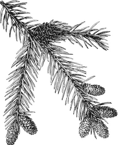 Иллюстрация к книге — Цветник для ленивых. Цветы от последнего снега до первых морозов [i_032.jpg]