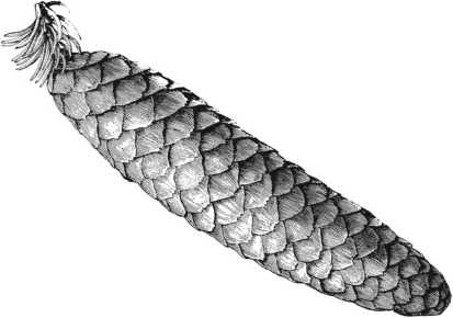 Иллюстрация к книге — Цветник для ленивых. Цветы от последнего снега до первых морозов [i_033.jpg]