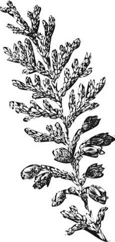 Иллюстрация к книге — Цветник для ленивых. Цветы от последнего снега до первых морозов [i_034.jpg]