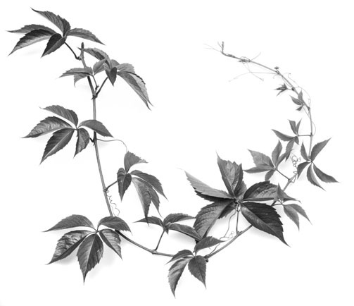 Иллюстрация к книге — Цветник для ленивых. Цветы от последнего снега до первых морозов [i_035.jpg]