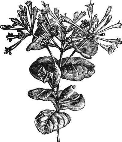 Иллюстрация к книге — Цветник для ленивых. Цветы от последнего снега до первых морозов [i_039.jpg]