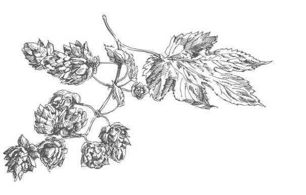 Иллюстрация к книге — Цветник для ленивых. Цветы от последнего снега до первых морозов [i_041.jpg]