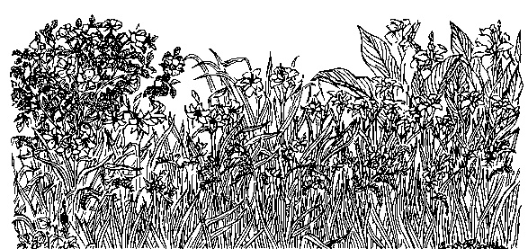 Иллюстрация к книге — Цветник для ленивых. Цветы от последнего снега до первых морозов [i_042.jpg]