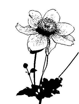 Иллюстрация к книге — Цветник для ленивых. Цветы от последнего снега до первых морозов [i_046.jpg]