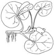 Иллюстрация к книге — Цветник для ленивых. Цветы от последнего снега до первых морозов [i_048.jpg]