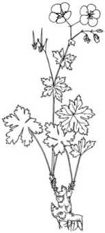 Иллюстрация к книге — Цветник для ленивых. Цветы от последнего снега до первых морозов [i_052.jpg]