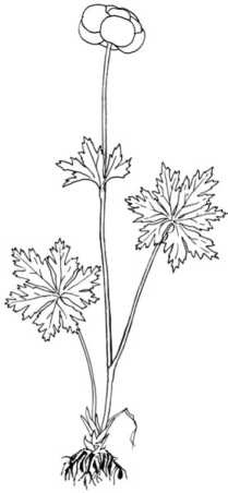 Иллюстрация к книге — Цветник для ленивых. Цветы от последнего снега до первых морозов [i_054.jpg]