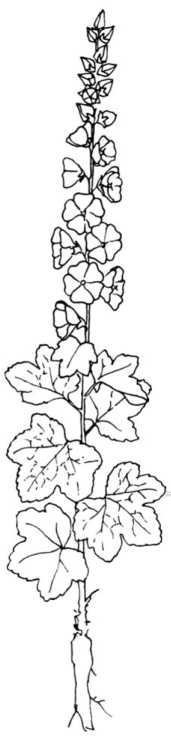 Иллюстрация к книге — Цветник для ленивых. Цветы от последнего снега до первых морозов [i_057.jpg]