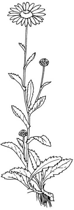 Иллюстрация к книге — Цветник для ленивых. Цветы от последнего снега до первых морозов [i_058.jpg]