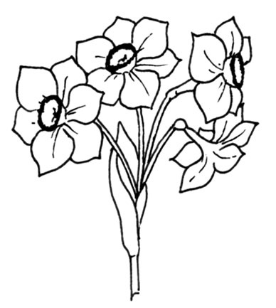 Иллюстрация к книге — Цветник для ленивых. Цветы от последнего снега до первых морозов [i_061.jpg]