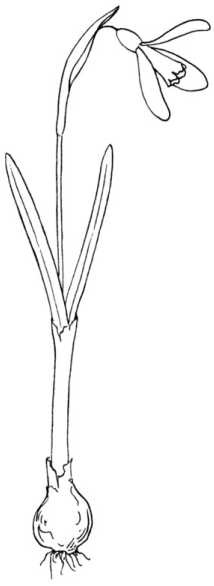 Иллюстрация к книге — Цветник для ленивых. Цветы от последнего снега до первых морозов [i_063.jpg]