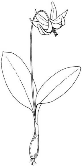 Иллюстрация к книге — Цветник для ленивых. Цветы от последнего снега до первых морозов [i_065.jpg]