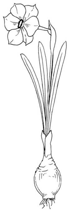 Иллюстрация к книге — Цветник для ленивых. Цветы от последнего снега до первых морозов [i_067.jpg]