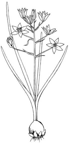 Иллюстрация к книге — Цветник для ленивых. Цветы от последнего снега до первых морозов [i_068.jpg]