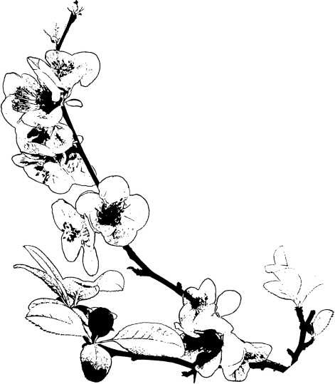 Иллюстрация к книге — Цветник для ленивых. Цветы от последнего снега до первых морозов [i_072.jpg]