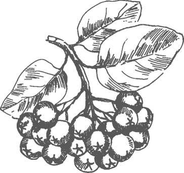 Иллюстрация к книге — Цветник для ленивых. Цветы от последнего снега до первых морозов [i_073.jpg]