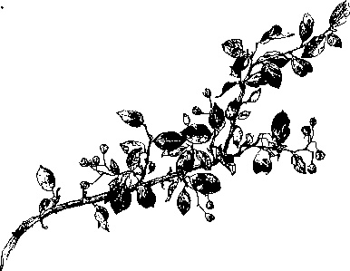 Иллюстрация к книге — Цветник для ленивых. Цветы от последнего снега до первых морозов [i_077.jpg]