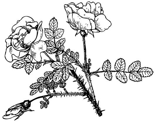 Иллюстрация к книге — Цветник для ленивых. Цветы от последнего снега до первых морозов [i_079.jpg]