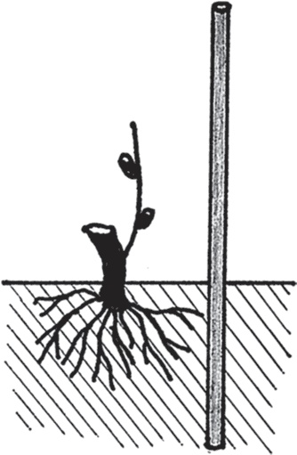 Иллюстрация к книге — Виноград без труда [_12.jpg]