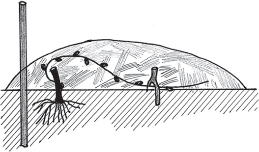 Иллюстрация к книге — Виноград без труда [_14.jpg]