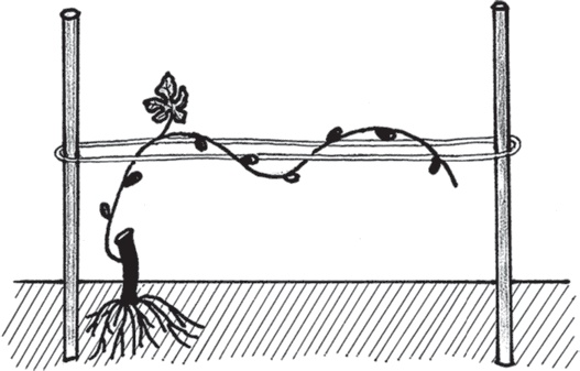 Иллюстрация к книге — Виноград без труда [_15.jpg]